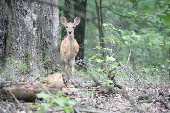 are dogs allowed at mingo wildlife refuge